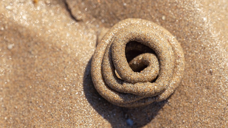 Ein Wattwurm zusammengerollt im Sand.