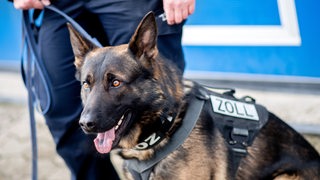 Der Drogenspürhund "Gauner" steht mit einer Zollbeamtin auf dem Gelände des Hauptzollamtes.