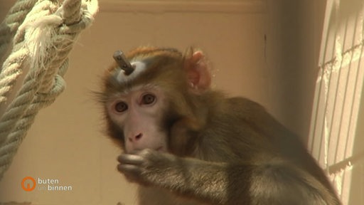 Ein Affe mit einem speziellen Versuchsbild im Kopf. 