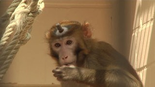 Affen mit Implantat am Kopf (Archivbild)