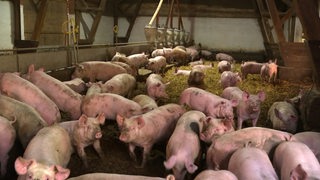 Mehrere Schweine sind zwischen Strohhaufen in einer Scheune zu sehen.