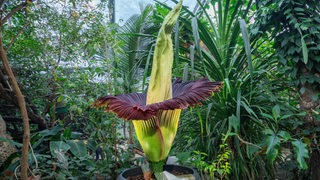 Eine große Pflanze öffnet ihre Blüte.