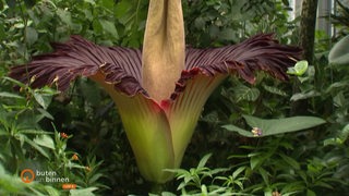 Der Titanwurz in seiner Blüte