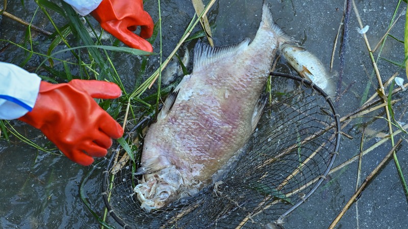 Ein toter und schon stark verwester Fisch wird von Helfern aus dem Wasser geborgen