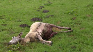 In Oberneuland wurde ein totes Schaf gefunden. Es wurde möglicherweise von einem Wolf gerissen.