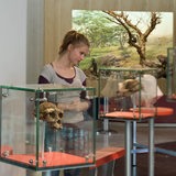 Junge Frau vor rekonstruierten Tierköpfen in einem Museum