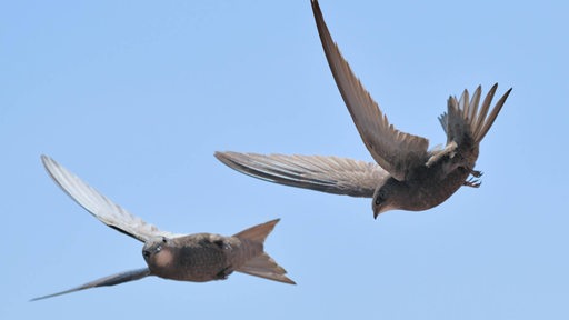 Zwei Mauersegler fliegen akrobatisch nebeneinander