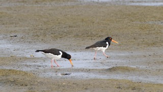 Zwei Vögel laufen im feuchten Sand im Wattenmeer. Die Vögel haben einen langen Schnabel, einer pickt damit in den Sand.