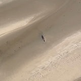 Ein Wal liegt gestrandet an der Wangerooger Küste.