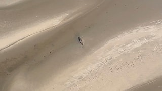 Ein Wal liegt gestrandet an der Wangerooger Küste.
