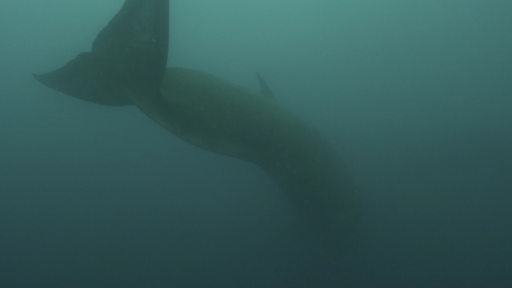 Es ist die Schwanzflosse eines Wals im Polarmeer zu sehen.