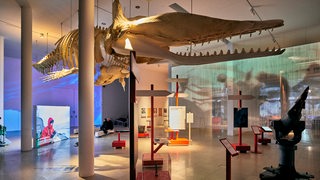 Walskeletts hängt an der Decke der Ausstellung im Deutschen Schifffahrtmuseum Bremerhaven