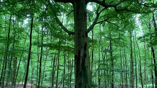 Ein dicker, größer Baum umringt von schmaleren Bäumen