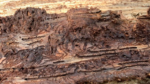 Die gebohreten Wege von Borkenkäfern auf einem Baumstamm