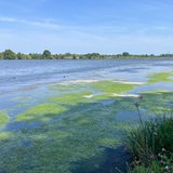 Grünes Kraut wächst im Werdersee und ist an der Wasseröberfläche zu erkennen