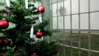 Ein Weihnachtsbaum hinter Gittern im Gefängnis