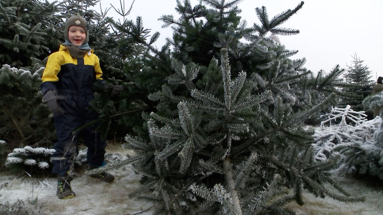 "Liebe auf den ersten Blick" So finden Bremer ihren Weihnachtsbaum