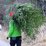 Ein Mann trägt ein Weihnachtsbaum aus einem Wald. (Symbolbild)