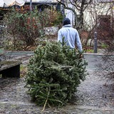Ein Mann zieht einen Tannenbaum auf die Straße