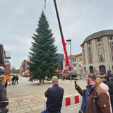 Menschen schauen zu, wie eine Tanne von einem Kran aufgestellt wird.