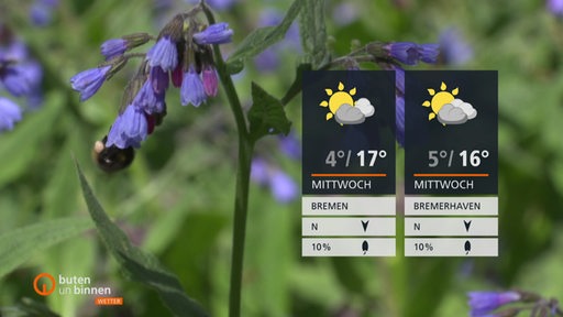 Die Wetterkacheln rechts im Bild und im Hintergrund sind Pflanzen mit lila-blauen Blüten zu sehen.