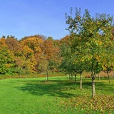 Streuobstwiese im Wätjens Park