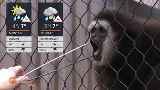 Die Wettertafeln vor einem Tiergehege mit einem Affen dem der Mund aufgehalten wird. 