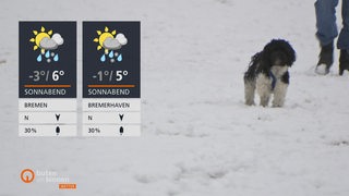 Die Wettertafeln vor einem Hund im Schnee.