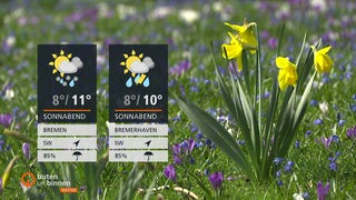 Eine aufblühende gelbe Narzisse, links die Wettertafeln. 