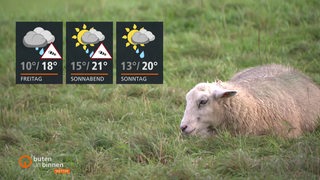 Ein Schaf auf der Weide, links die Wettertafeln. 