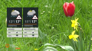 Links sind die Wetterkacheln und rechts im Hintergrund ist eine grüne Wiese mit einer roten Tulpe und gelben Osterglocken zu sehen.
