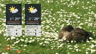 Neben den Wettertafeln lieht eine Ente auf einer Blumenwiese.