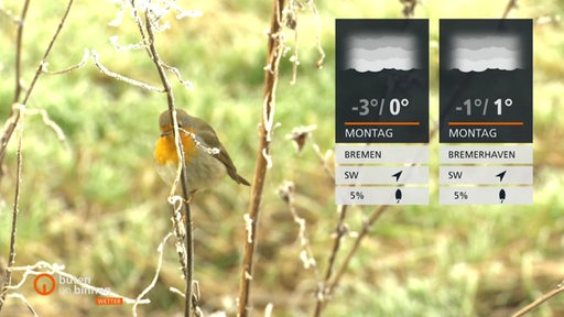 Ein Rotkehlchen versteckt sich neben den Wettertafeln hinter einigen Zweigen