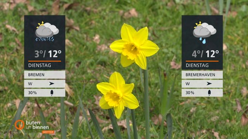 Zwei Wettertafeln sind vor zwei blühenden Narzissen eingeblendet, im Hintergrund liegt braunes Laub im grünen Rasen