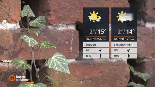 Die Wetterkacheln vor einer Ziegelsteinmauer mit Efeu