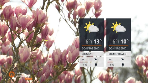 Zwei Wettertafeln vor einem blühenden Magnolienbaum