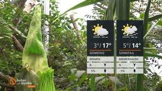 Die noch geschlossene, riesige Blüte eines Titanenwurzes im Botanischen Garten, rechts davon die Wettertafeln
