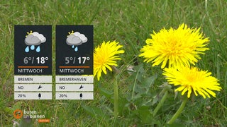 Gelb blühender Löwenzahn auf einer Wiese, links davon die Wettertafeln