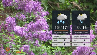 Ein blühender lila Fliederbusch, rechts im Bild die Wettertafel