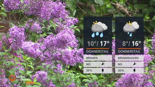 Ein blühender lila Fliederbusch, rechts im Bild die Wettertafel
