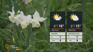 Eine grüne Frühlingswiese mit einer blühende Narzisse. Rechts im Bild die Wettertafel.