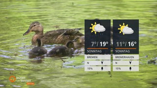Die Wetterkacheln mit schwimmenden Enten im Hintergrund