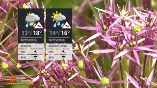 Lilane Blumen und links im Bild die Wettertafeln.