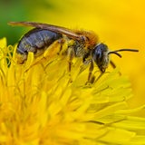 Eine Wildbiene sucht nach Nektar und Blütenpollen auf der Blüte vom Löwenzahn auf einer Wiese 