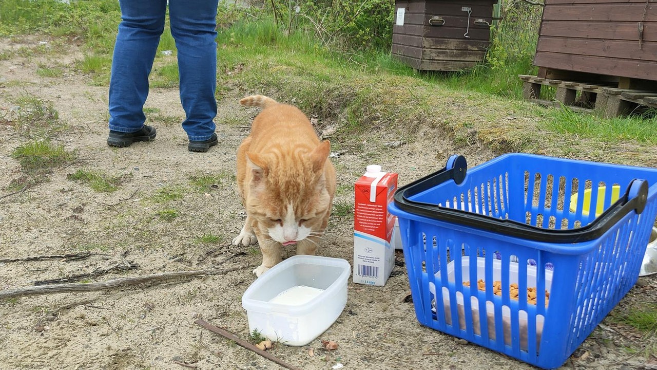 Nicht-nur-f-ttern-Diese-Bremerhavenerin-hilft-streunenden-Katzen