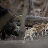 Eine Wildschweinbache mit ihren Frischlingen im Unterholz
