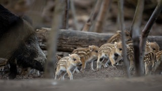 Eine Wildschweinbache mit ihren Frischlingen im Unterholz