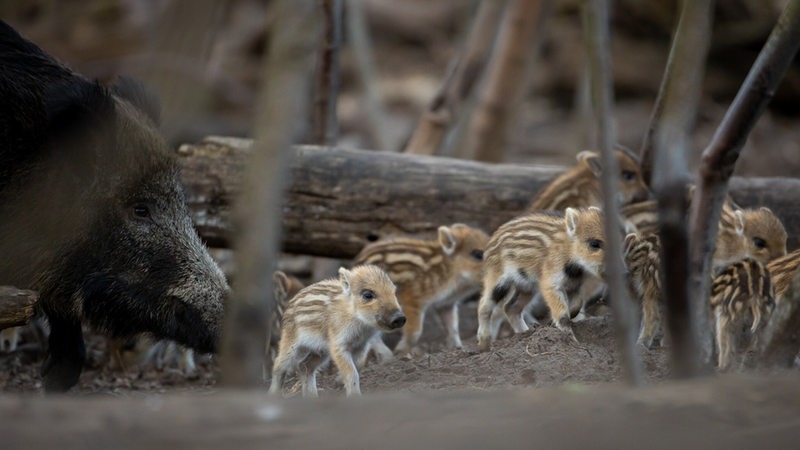 Eine Wildschweinbache mit ihren Frischlingen im Unterholz