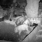 Wildschweine suchen nachts im Garten eines Bremers nach Futter.