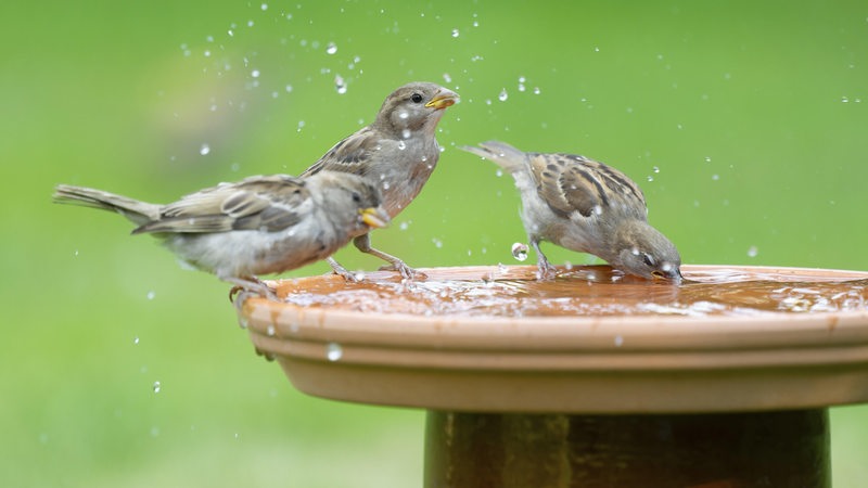Haussperlinge (Passer domesticus) stehen auf einer Vogeltränke und trinken Wasser,
